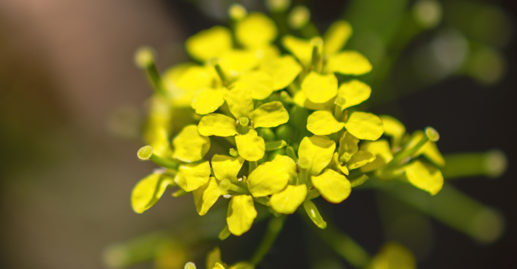 fleur de waide jaune 4 petales