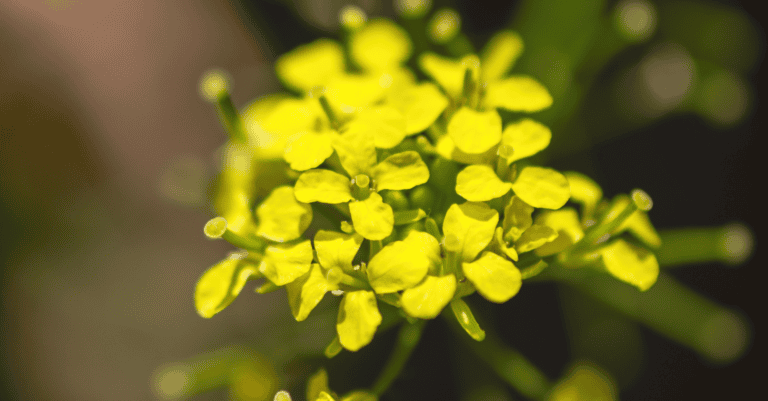 fleur de waide jaune 4 petales