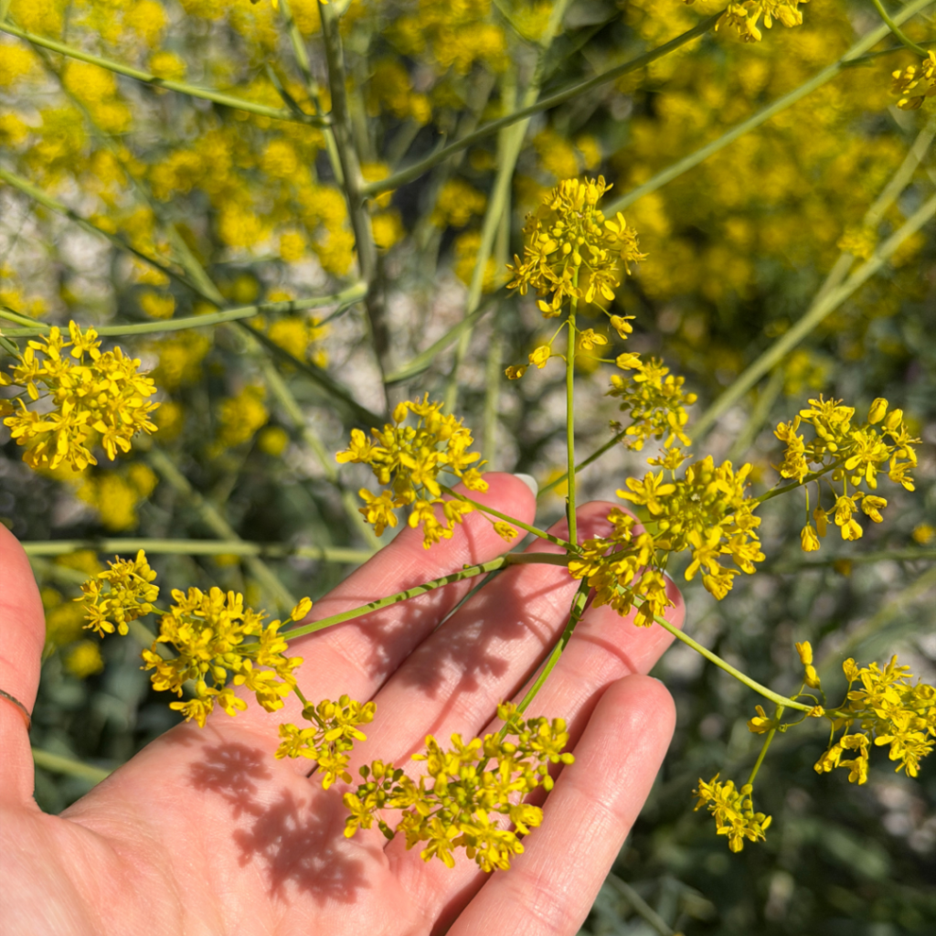 fleur de waide jaune 4 petales et 6 pistils fleur de waide jaune 4 petales et 6 pistils
