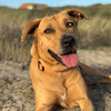 bijou patte de chien prune berger creole